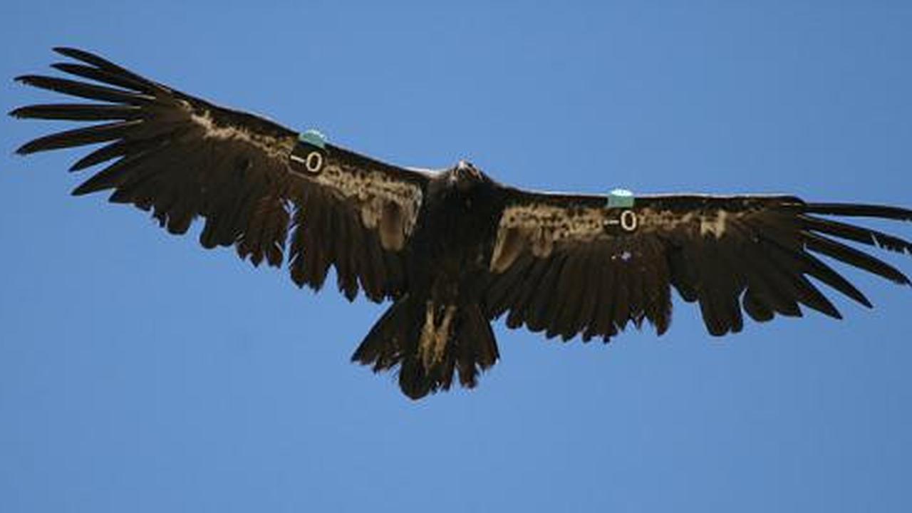 Israel gunakan burung kondor sebagai mata-mata
