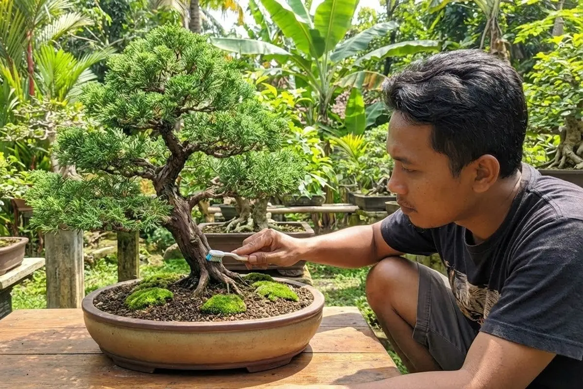Cara Merawat Bonsai Cemara