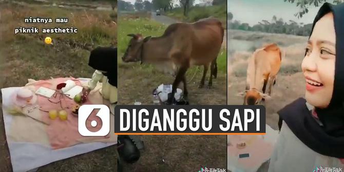 VIDEO: Kocak, Hendak Foto Estetik di Padang Rumput Tapi Diganggu Sapi