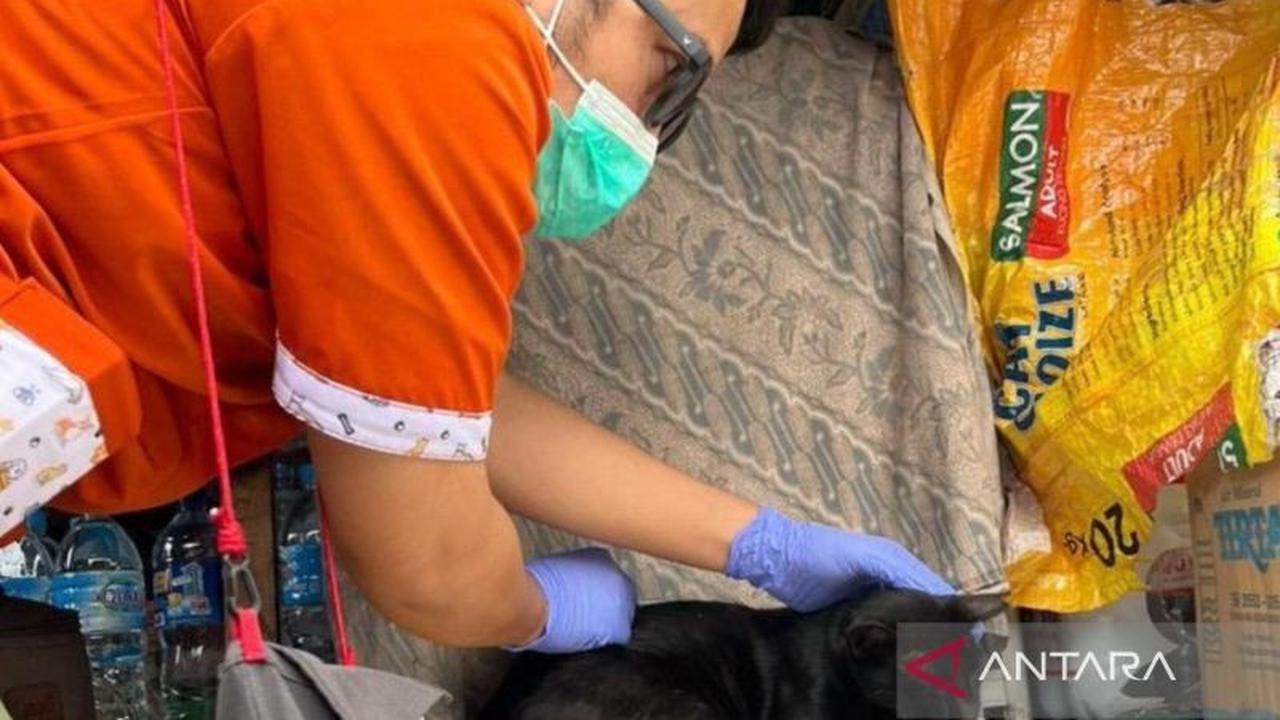 KPKP Jakarta Utara Vaksinasi 85 Hewan Penular Rabies di Muara Angke