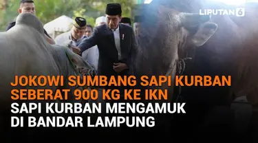 Mulai dari Jokowi sumbang sapi kurban seberat 900 kg ke IKN hingga sapi kurban mengamuk di Bandar Lampung, berikut sejumlah berita menarik News Flash Liputan6.com.