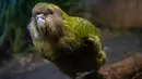 Burung Kakapo bernama Sirocco dipamerkan di cagar alam Orokonui Ecosanctuary di Dunedin, Selandia Baru, 12 September 2018. Burung Selandia Baru Terbaik Tahun Ini digelar untuk meningkatkan kesadaran tentang keberadaan burung liar. (Xinhua/Yang Liu)