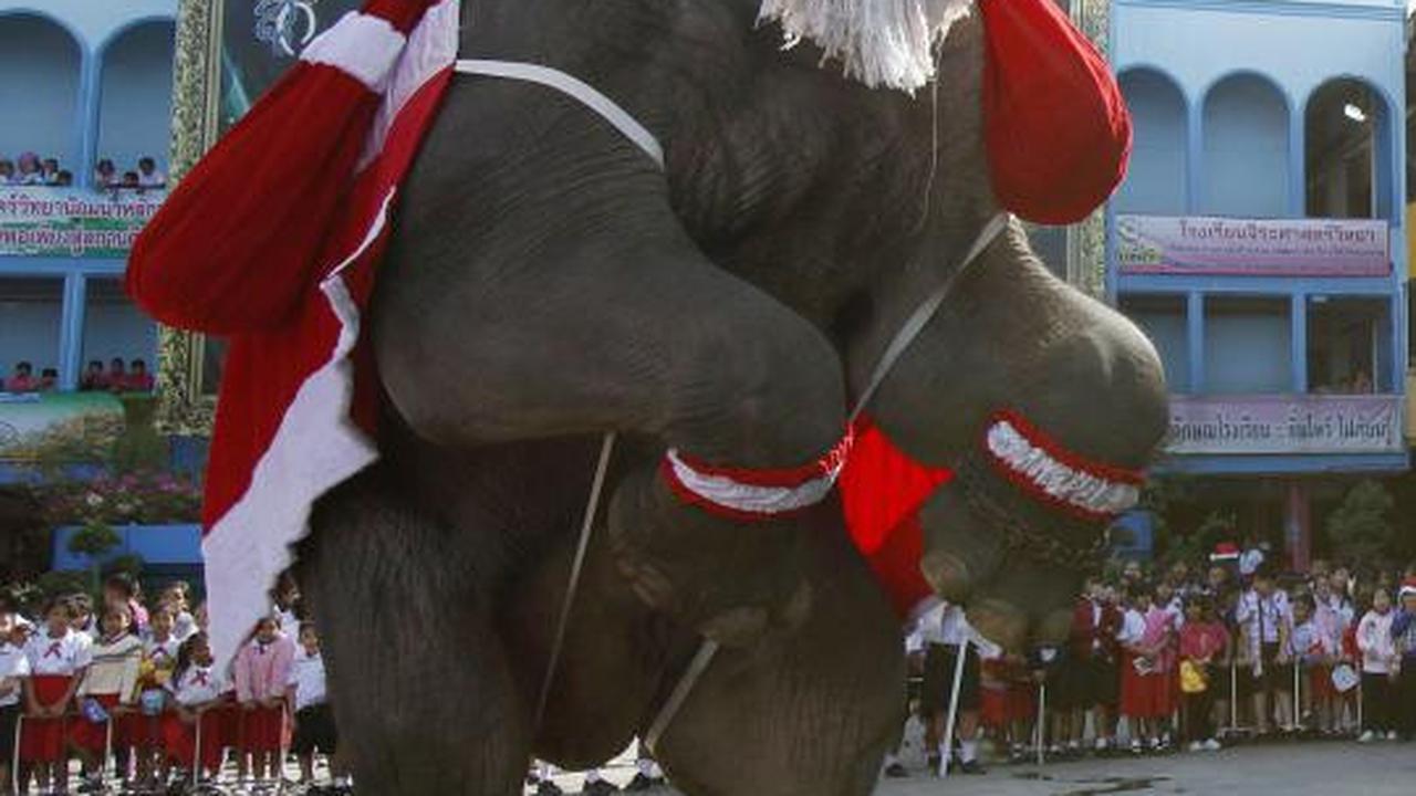Gajah berkostum Santa Claus hibur para siswa di Bangkok