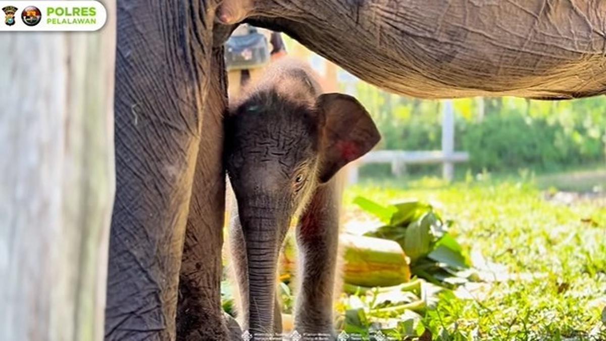 Kenalkan Nona Seroja, Anak Gajah Sumatera yang Baru Lahir di Tesso Nilo