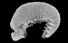 Fosil Larva Misterius Berusia 520 Juta Tahun Ditemukan dengan Otak dan Tubuh Lengkap, Begini Penampakannya