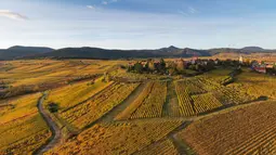 Pemandangan udara pada 26 Oktober 2021, menunjukkan desa Zellenberg, Prancis timur, dikelilingi kebun anggur Alsace pada hari musim gugur. Saat memasuki pertengahan bulan Oktober, daun-daun akan berubah warna menyajikan pemandangan musim gugur yang memesona. (SEBASTIEN BOZON / AFP)
