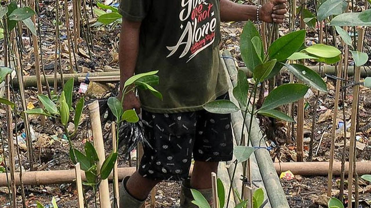 Peringatan Hari Mangrove Sedunia pada 26 Juli ditetapkan oleh UNESCO sejak tahun 2015.