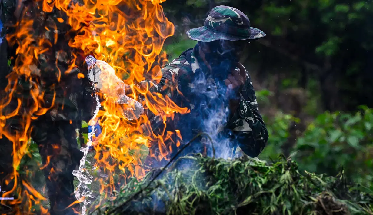 Prajurit Tentara Indonesia  Angkatan Darat memusnahkan tanaman ganja selama selama penggerebekan ladang ganja di Indrapuri, provinsi Aceh, Sabtu (06/07/2026). (AFP/ Chaideer Mahyuddin)