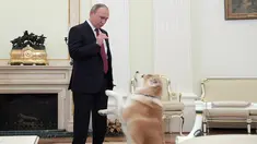 Presiden Vladimir Putin bermain dengan anjingnya yang bernama Yume sebelum memberikan keterangan untuk media Jepang, Japanese Nippon Television dan surat kabar Yomiuri di Kremlin di Moskow, Rusia (7/12). (Sputnik/Kremlin/Alexei Druzhinin via Reuters)