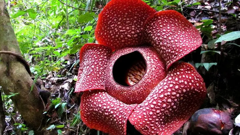 Tepat di Hari Valentine, Rafflesia Arnoldii Mekar Sempurna