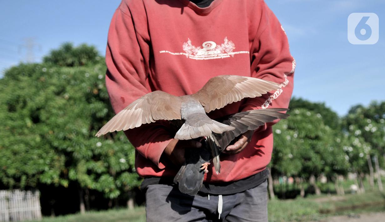 Foto Melatih Burung Merpati Kolongan News Liputan6 Com