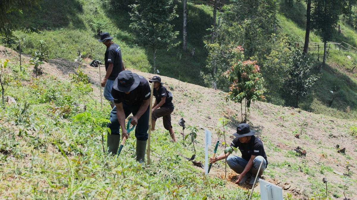 Aksi Nyata Kelompok Tani Mantan Penambang Pulihkan Hutan Melalui BRImenanam Grow & Green