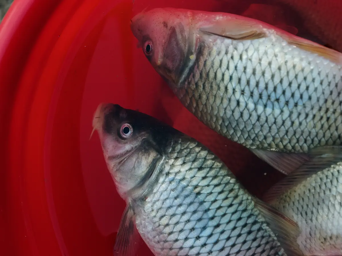 Arti Mimpi Ikan Mas, Pertanda Keberuntungan dan Rezeki - Ragam
