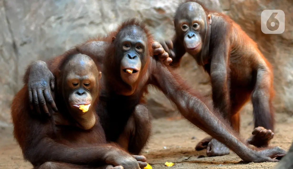 Orangutan Sumatra (Pongo Abelii) makan buah-buahan di Taman Margasatwa Ragunan (TMR), Jakarta, Selasa (23/2/2021). Walau masih tutup akibat pendemi COVID-19, pelayanan terhadap satwa di TMR tetap berjalan setiap hari dan sesuai protokol kesehatan. (merdeka.com/Arie Basuki)
