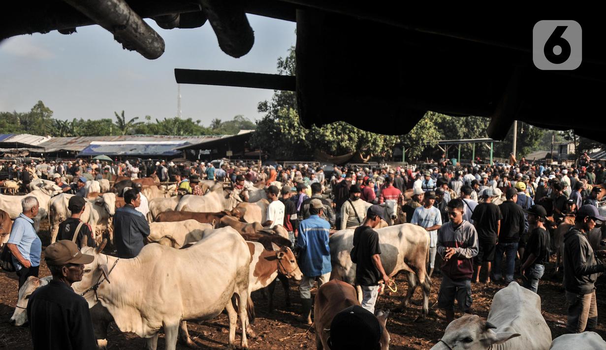 Suasana aktivitas jual beli hewan kurban di Pasar Hewan Jonggol, Kabupaten Bogor, Jawa Barat, Kamis (7/7/2022). Menjelang Idul Adha yang jatuh pada 10 Juli mendatang, pasar hewan terbesar se-Jabodetabek itu kian ramai dipadati oleh aktivitas jual beli hewan kurban seperti sapi, kerbau, dan domba. (merdeka.com/Iqbal S Nugroho)
