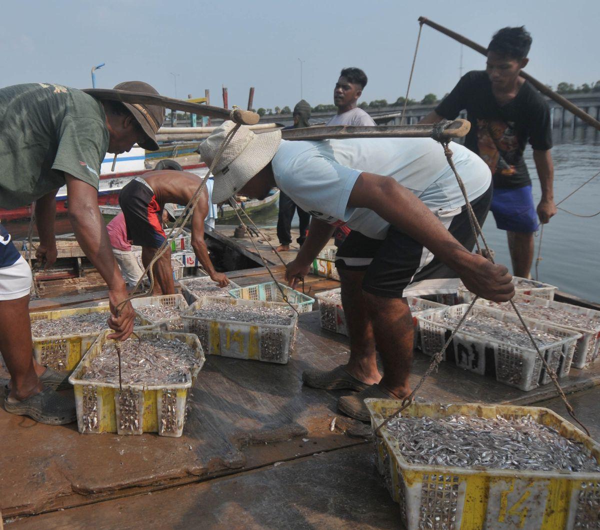 Sejumlah nelayan menurunkan ikan hasil tangkapannya di sebuah dermaga di Kalibaru, Jakarta, pada Jumat (31/5/2024). Mengganti daging merah dengan ikan sarden, herring, hingga teri disebut dapat mencegah 750 ribu kematian setiap tahun pada 2050.&nbsp;Merde
