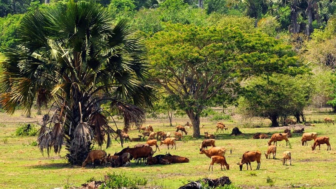 Sulit Dipercaya, Peternakan Ini Luasnya 3 Kali Lebih Besar dari Pulau Bali Tapi Pegawainya Cuma 11 Orang