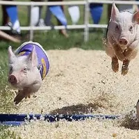 Lomba hewan yang menjadi tradisi ini ternyata sudah dikenal dunia, lho!