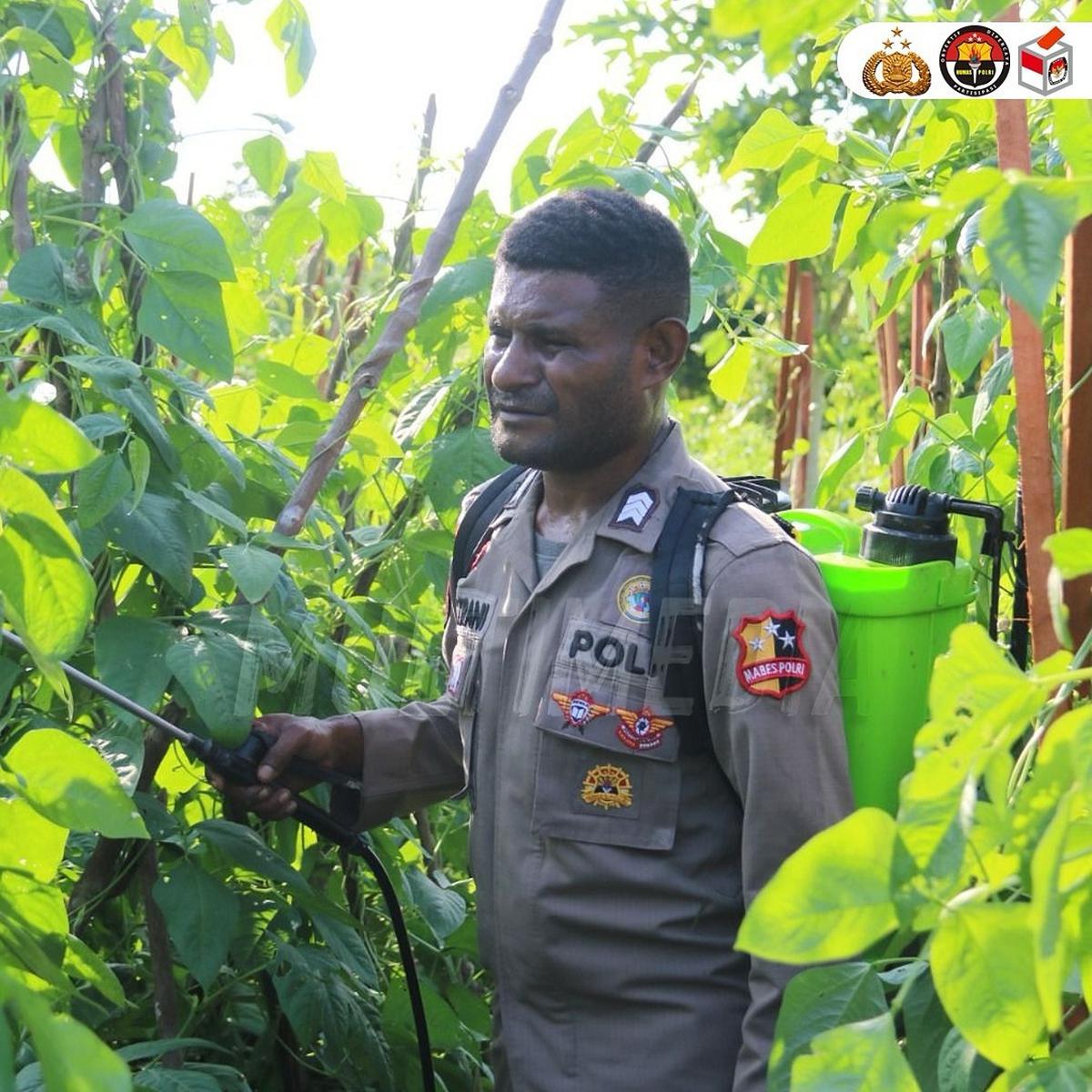 Brigpol Viktor Merani Menanam Berbagai Jenis Tanaman Pangan di Papua