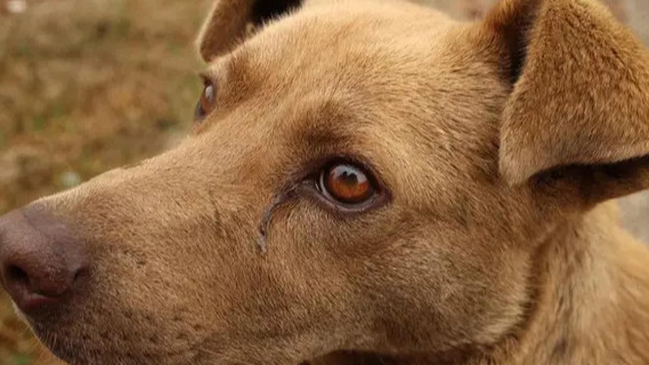 Miris, Kepala Bocah 7 Tahun Digigit Anjing Tetangga saat Main Bola