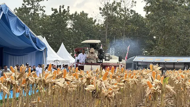 Presiden Prabowo Subianto saat menaiki traktor jenis Combine Corn Harvester saat panen raya jagung di Tuban, Jawa Timur. (Liputan6.com/Lizsa Egeham)