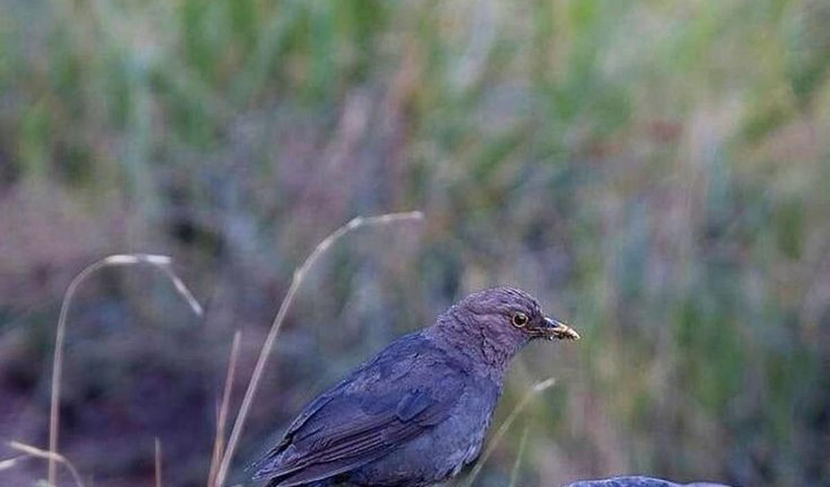 2. Burung Kyai Jalak&nbsp;<br>