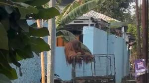Solo Safari Ungkap Proses Penangkapan Orang Utan yang Lepas dari Kandang
