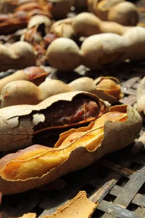 Warga NTT mulai mengonsumsi biji asam akibat semakin menipisnya persediaan pangan