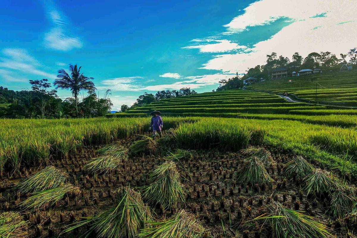 FOTO: Panen Padi di Terasering Cisalada
