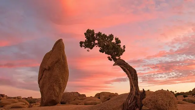 Joshua Tree1