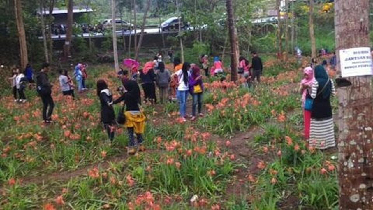 Sukadi butuh biaya perbaikan kebun Amarilis yang rusak terinjak