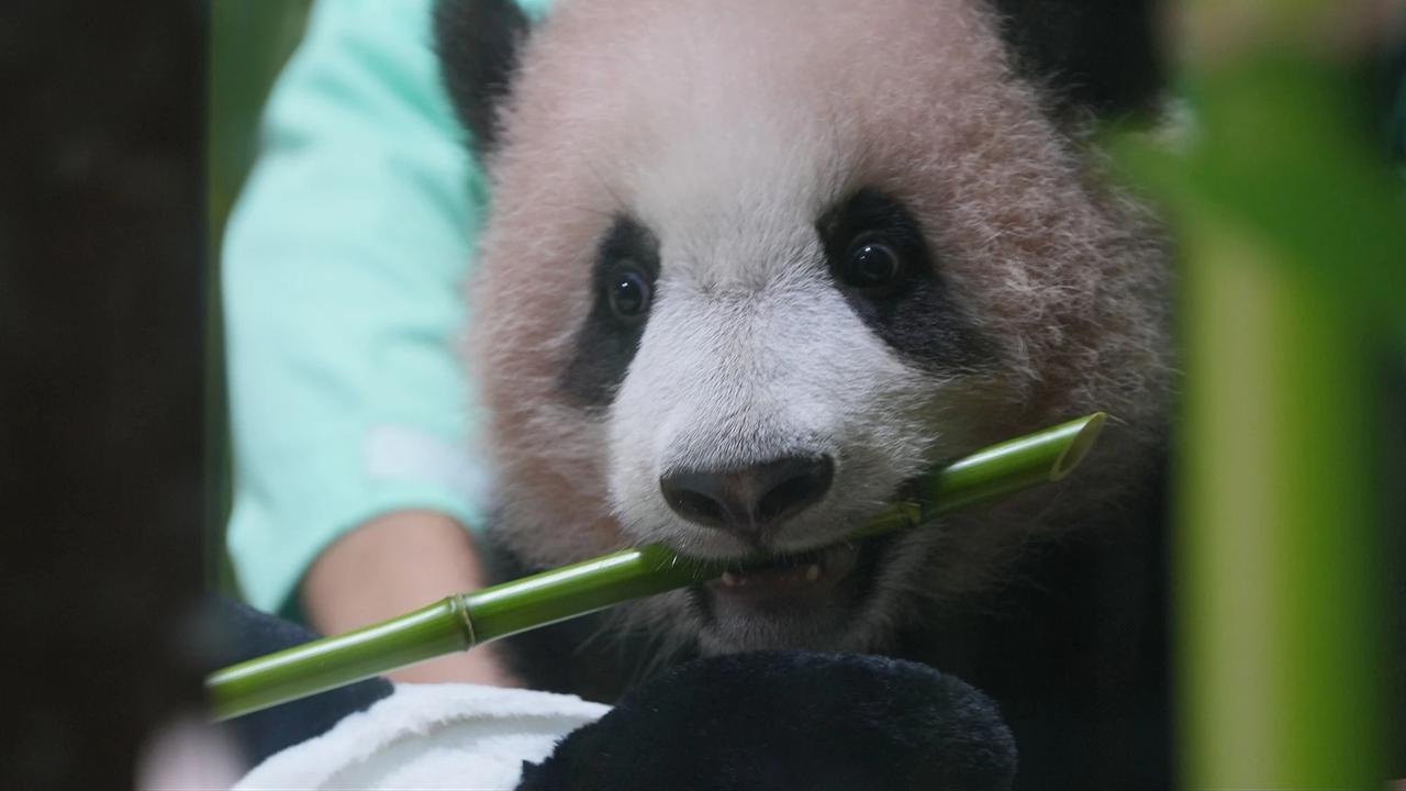 FOTO: Bayi Panda Rio Tumbuh Aktif  Menjelang Diperkenalkan ke Publik
