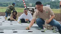 Pengembangan tanaman Stevia di Desa Tondegesan, Kecamatan Tompaso, Kabupaten Minahasa, Sulut.