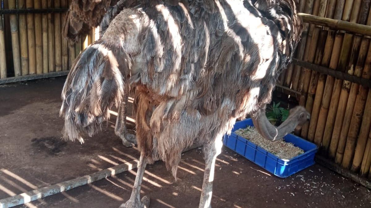 Pendapatan Bandung Zoo Tiap Bulan Capai Rp3 M, Dinilai Cukup untuk Biaya Perawatan Satwa