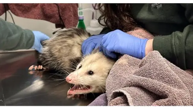 Opossum Dibawa ke RS Usai Melahap Kue Cokelat, Ternyata Keracunan Timbal