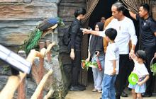 VIDEO: Terkagum-kagum Jokowi Saksikan Harimau Besar Lapar Makan Daging di Solo