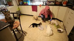 Wanita Palestina, Maha Mansoura (52) merawat kucing dan anjing dalam rumahnya di Kota Ramallah, Tepi Barat, 7 Oktober 2020. Hewan telantar di Ramallah dapat menikmati tempat berlindung yang aman setelah Maha Mansoura mengubah rumahnya menjadi tempat penampungan. (Xinhua/Ayman Nobani)