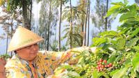 Menperin Airlangga Hartarto menghadiri panen raya kopi dan temu wicara pelaku usaha kopi di Temanggung
