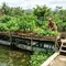 7 Cara Membuat Kebun Sayur di Atas Kolam Ikan, Sistem Aquaponik yang Efisien