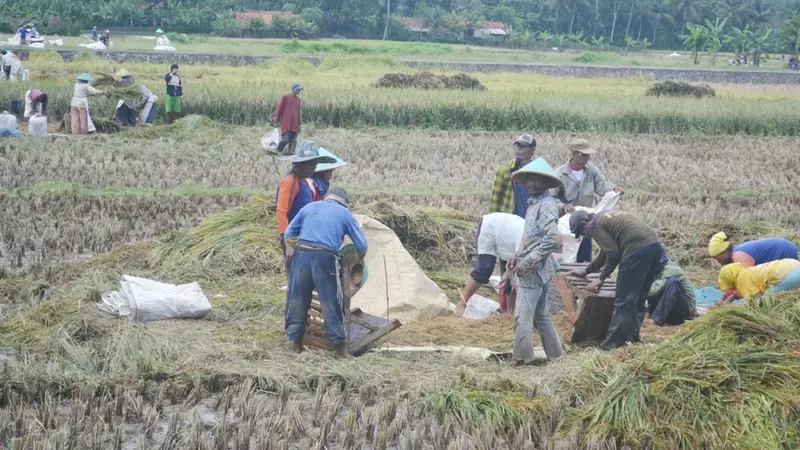 Petani memanen padi di Cingebul Kecamatan Lumbir pada MT 1 2017. (Foto: Liputan6.com/Muhamad Ridlo)