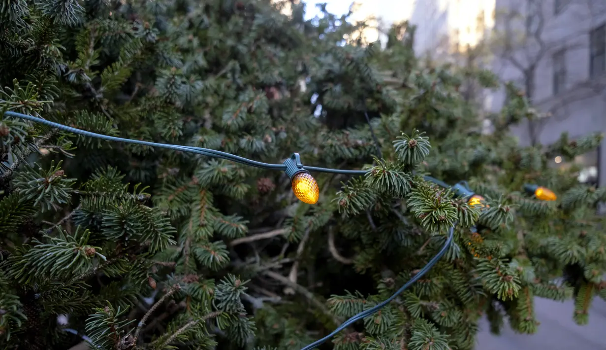 Lampu menyala di pohon Natal Rockefeller Center 2020 sebelum diletakkan di Rockefeller Plaza, New York pada Sabtu (14/11/2020). Pohon cemara spruce Norwegia setinggi 75 kaki dan 11 ton tersebut berasal dari Oneonta untuk menyambut Natal 2020. (AP Photo/Craig Ruttle)