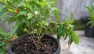 Trik Menyelamatkan Batang Cabai yang Patah tetapi Belum Mati, Jangan Buru-buru Dipotong
