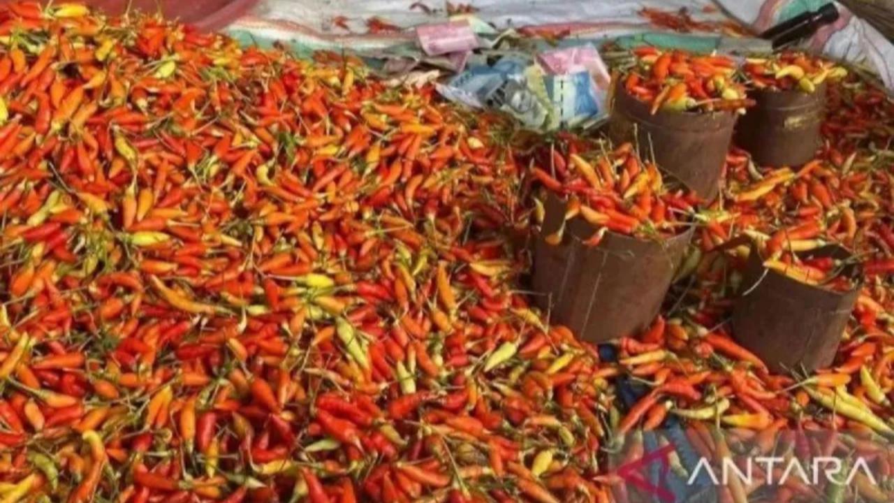 Harga Cabai Rawit Merah Masih Tinggi Usai Lebaran 2026, Ini Biang Keroknya