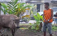 Kisah Wahidun, Buruh Bangunan Nabung Rp55 Ribu Setiap Pekan untuk Berkurban Sapi