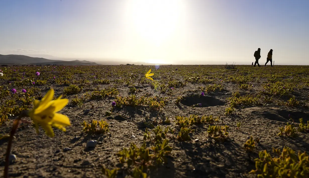 Orang-orang berjalan-jalan di antara bunga-bunga yang bermekaran di gurun Atacama, sekitar 600 km sebelah utara Santiago, Chile, Rabu (13/10/2021). Gurun Atacama yang dijuluki sebagai tempat terkering di dunia tiba-tiba menjadi ladang bunga warna-warni. (MARTIN BERNETTI/AFP)