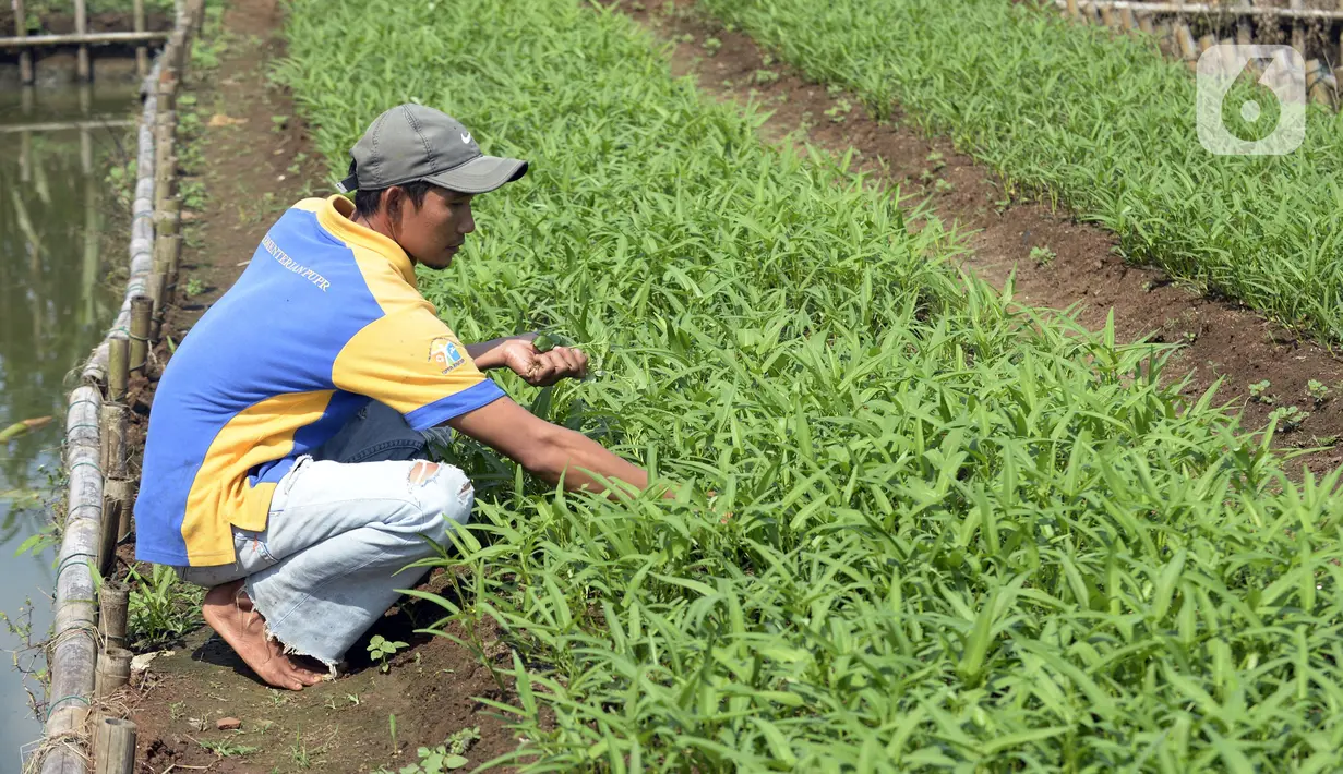 Warga memeriksa sayur mayur di Kampung Tangguh Jawara, Kelurahan Perigi Baru, Pondok Aren, Tangerang Selatan, Banten, Selasa (7/7/2020). Di tengah pandemi COVID-19, warga memenuhi kebutuhan pangan dengan memanfaatkan 3 hektare lahan di sekitar tempat tinggal mereka. (merdeka.com/Dwi Narwoko)
