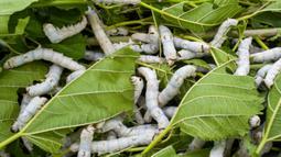 Gambar yang diambil pada 27 Oktober 2021 ini menunjukkan ulat sutra memakan daun murbei di peternakan ulat sutra di sebuah stasiun penelitian pertanian di Miaoli, Taiwan. Para ilmuwan di Taiwan mengembangkan makanan kucing dari bahan dasar yang agak tidak biasa - kepompong ulat sutra. (Sam Yeh/AFP)