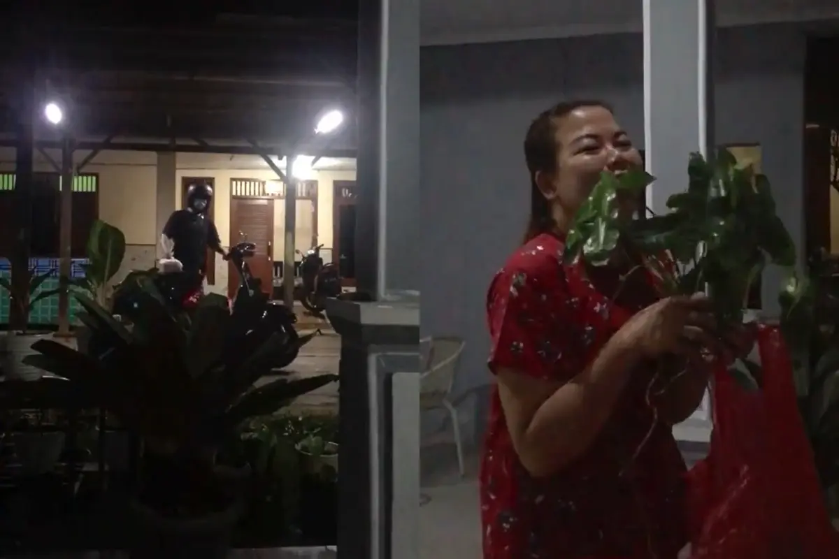 Video viral menunjukkan kisah seorang pemuda jadi calon menantu idaman bawa bingkisan tanaman keladi.