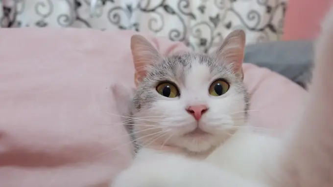 Editor Says: Kucing Kampung Juga Pantas Disayang