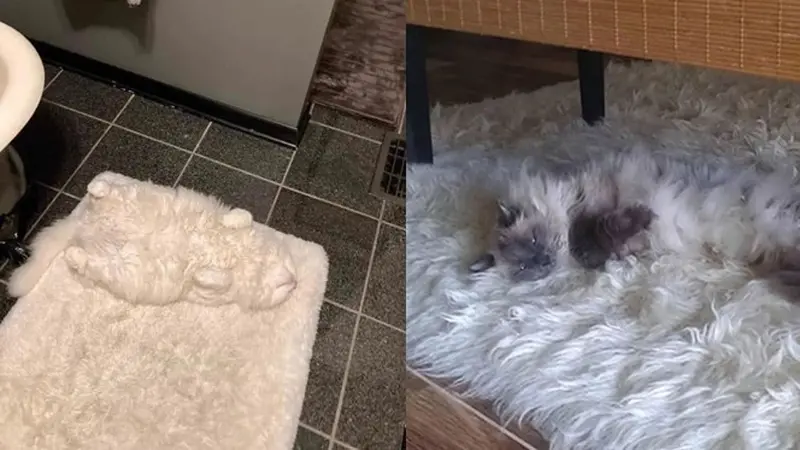 6 Potret Kucing Kamuflase di Karpet, Bikin Kucek Mata